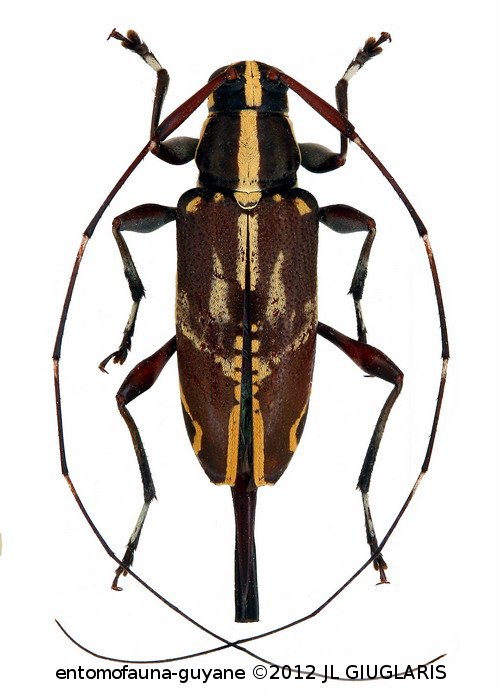Toronaeus suavis   Bates, 1864