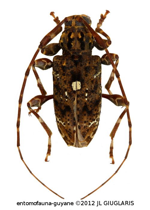 Oedopeza leucostigma   Bates, 1864