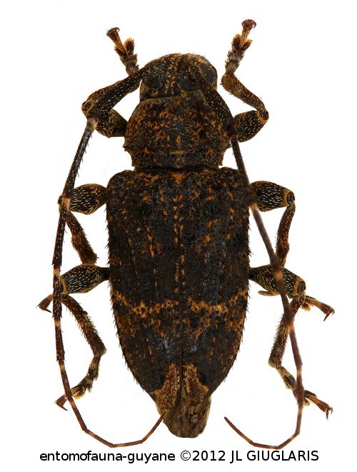 Oedopeza costulata (Gilmour, 1962)