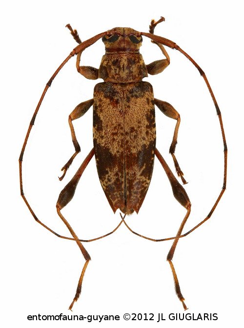 Anisopodus punctipennis  Monné & Martins, 1976