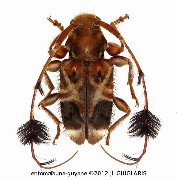 Cosmotoma venustulum Chevrolat, 1844