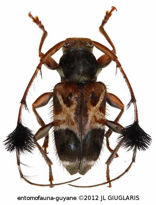 Cosmotoma adjunctum  (Thomson, 1860)