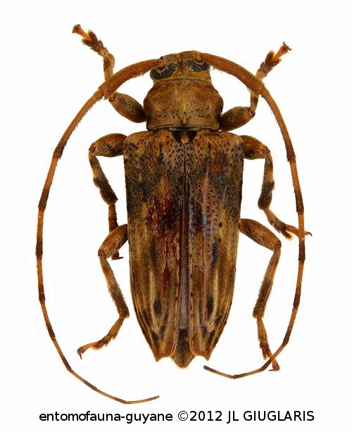Nealcidion strigilis  (Erichson, 1847)