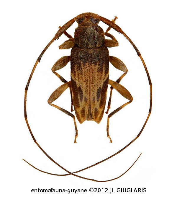 Sternacutus strigosus (Bates, 1863)