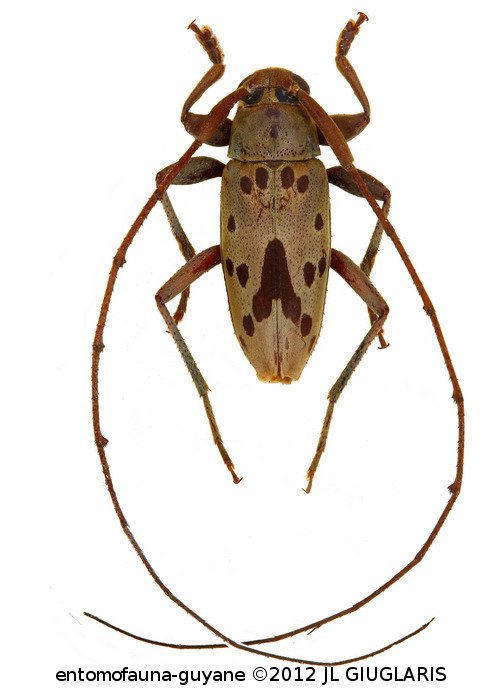Paroecus charpentierae  Villiers, 1971