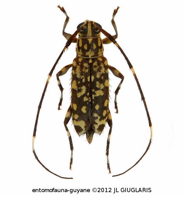 Sporetus variolosus  Monné, 1998
