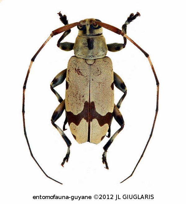 Stenolis angulata (Fabricius, 1801)