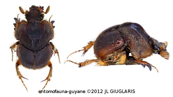 Neoathyreus excavatus  Castelnau, 1840