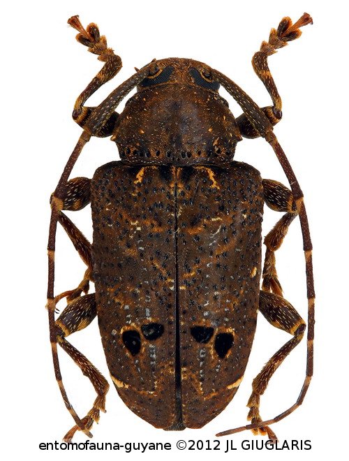 Trypanidius notatus  (Fabricius, 1787)