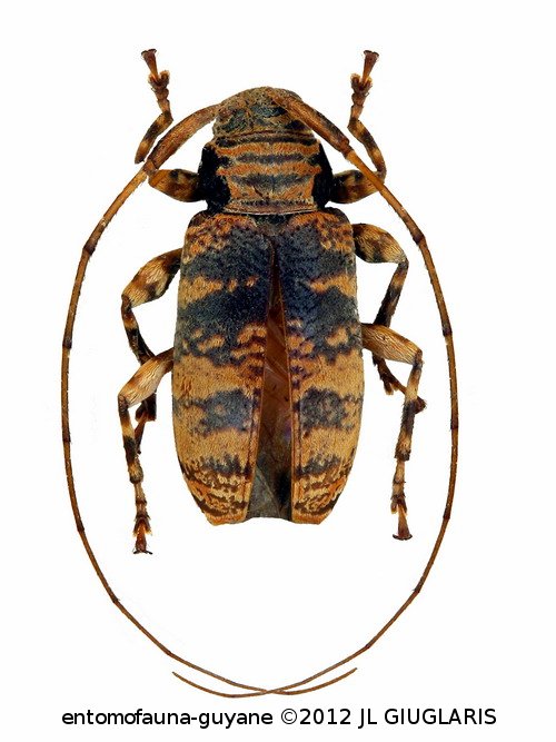 Atrypanius scitulus  (Germar, 1824)