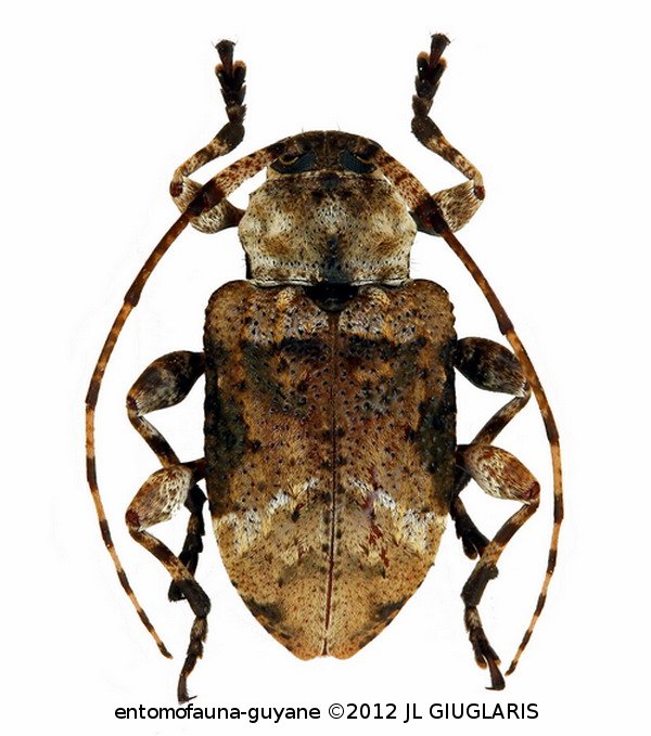 Leptostylus gibbus  (Degeer, 1775)