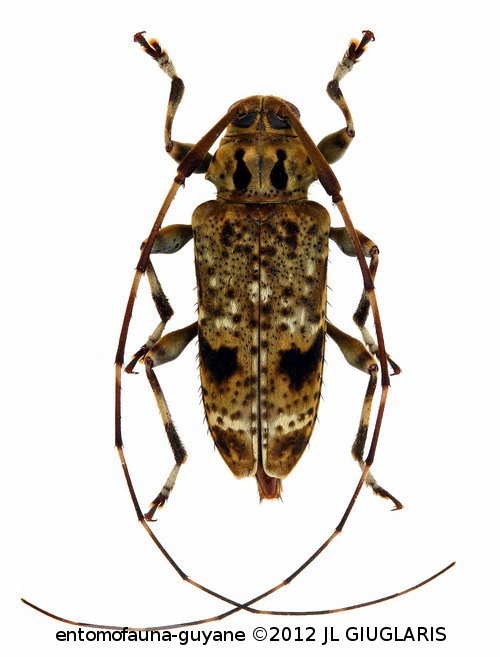 Neoeutrypanus inustus   (Monné & Martins, 1976)