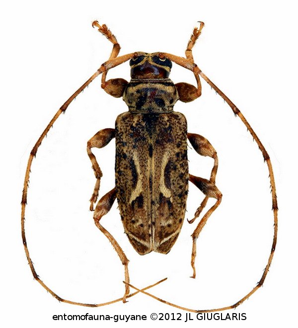 Baryssiniella hieroglyphica  Berkov & Monné, 2010