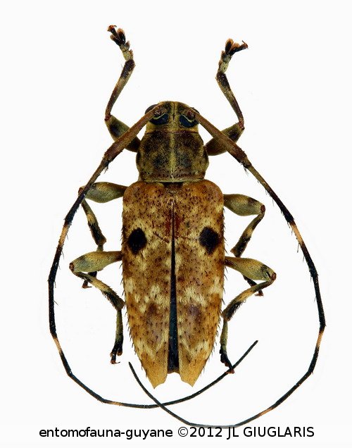 Oxathres guyanensis  Monné & Tavakilian, 2011