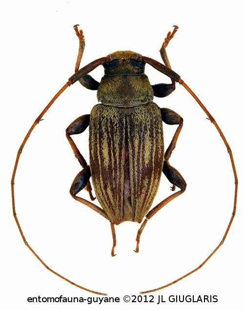 Polymitoleiopus ovalis  (Bates, 1866)