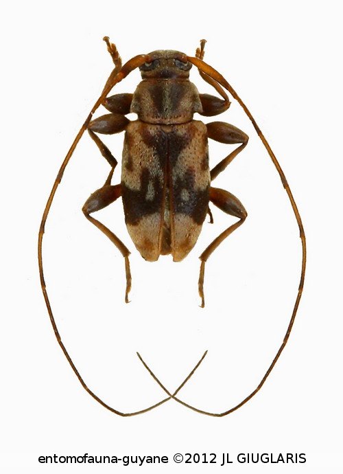 Polymitoleiopus minutissimus  (Bates, 1863)