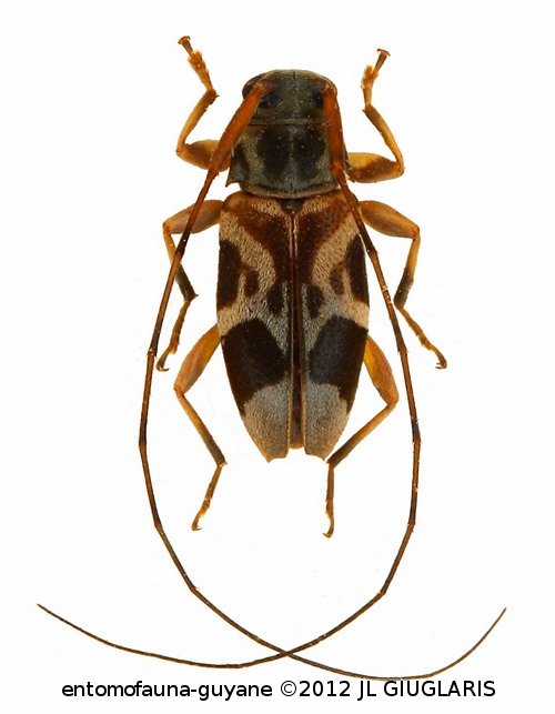 Polymitoleiopus histrionella ? (Bates, 1885)