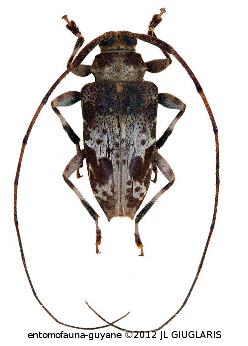 Leptocometes spizi  (Melzer, 1934)