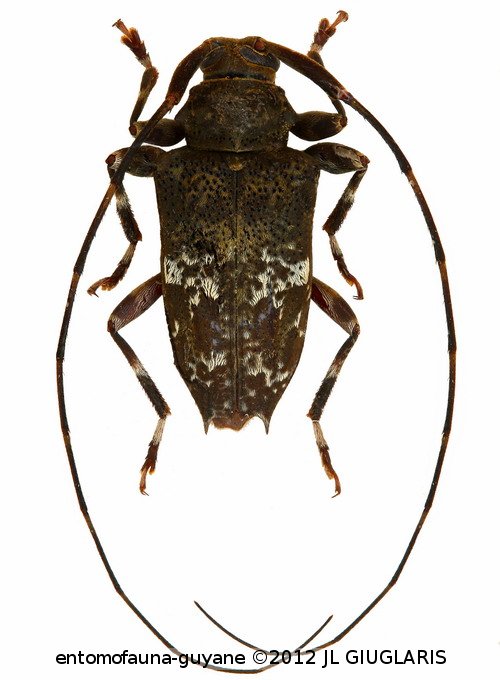 Leptocometes acustipinnis  (Bates, 1863)