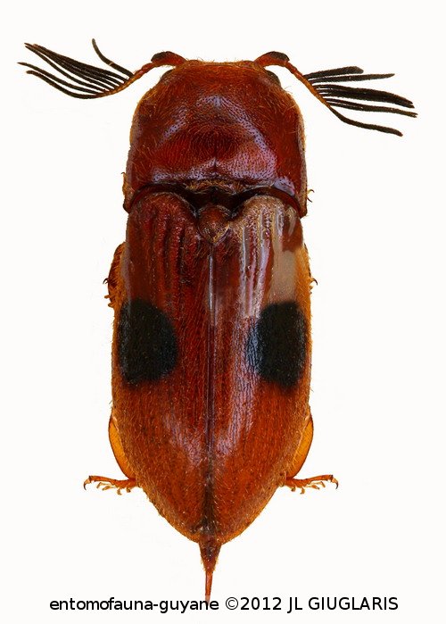 Pterotarsus bimaculatus  Castelnau, 1835