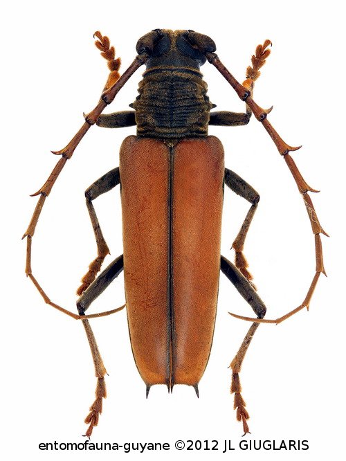 Atiaia consobrina  (Gahan, 1892)