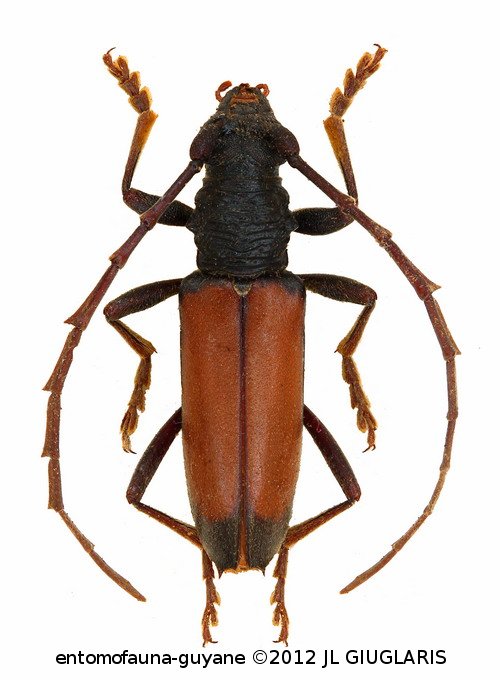 Hamaederus fragosoi   Martins & Monné, 2002