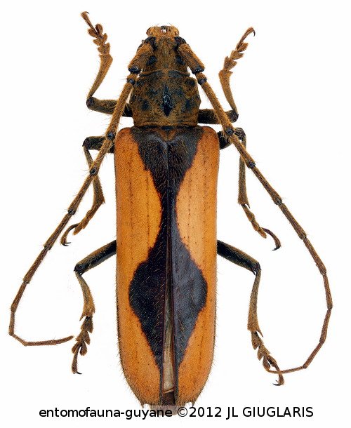 Ochrodion tavakiliani  Martins & Monné, 2005