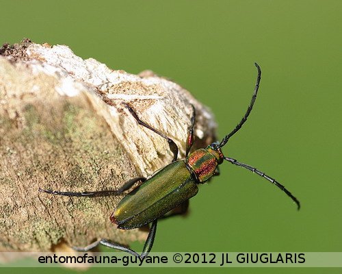 Chrysoprasis festiva