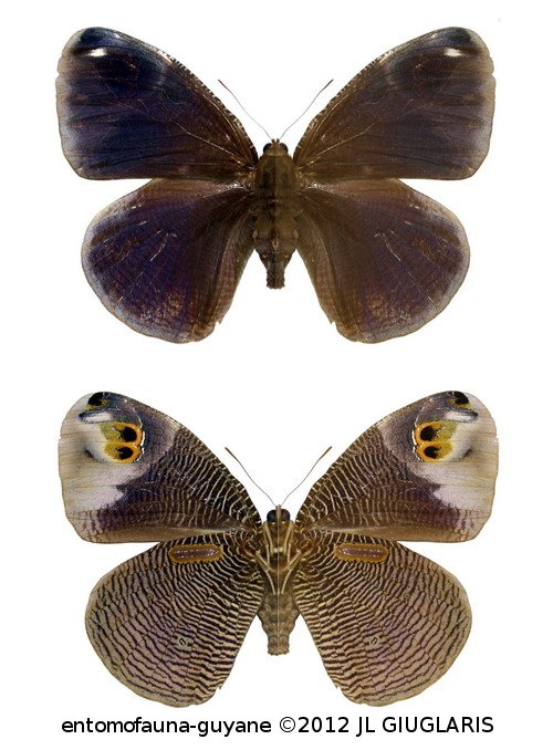 Dynastor macrosiris macrosiris (Westwood, 1851)