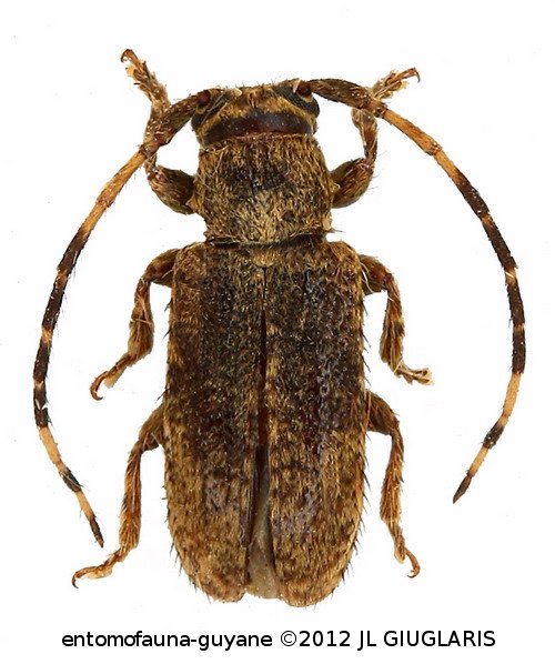 Estola annulata (Fabricius, 1801)