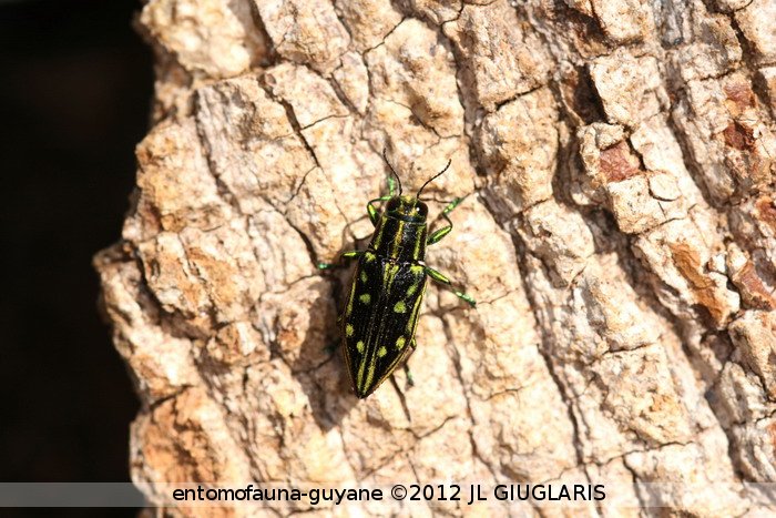 Halecia sp.