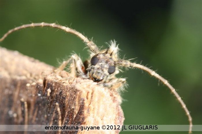 Desmiphora sp