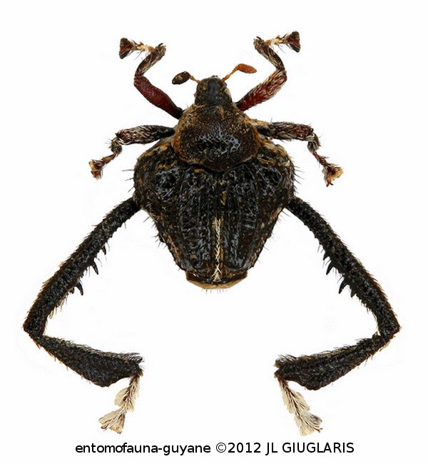 Tachygonidius phalangium (Chevrolat, 1894)