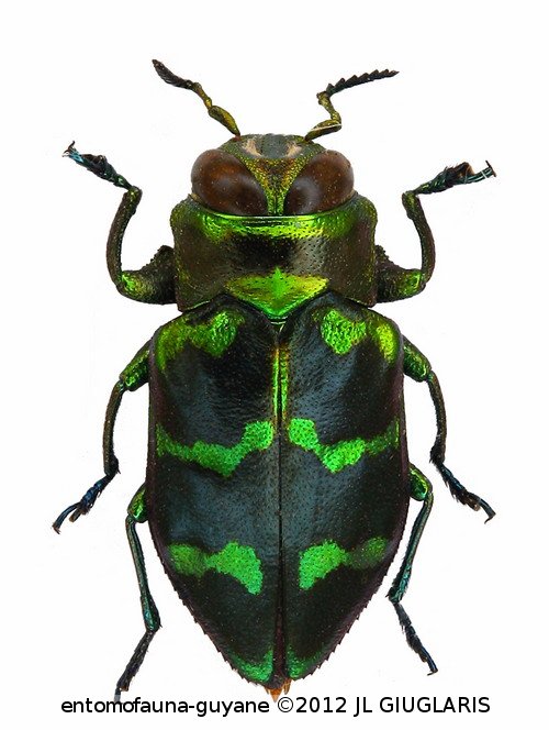 Chrysobothris sp8