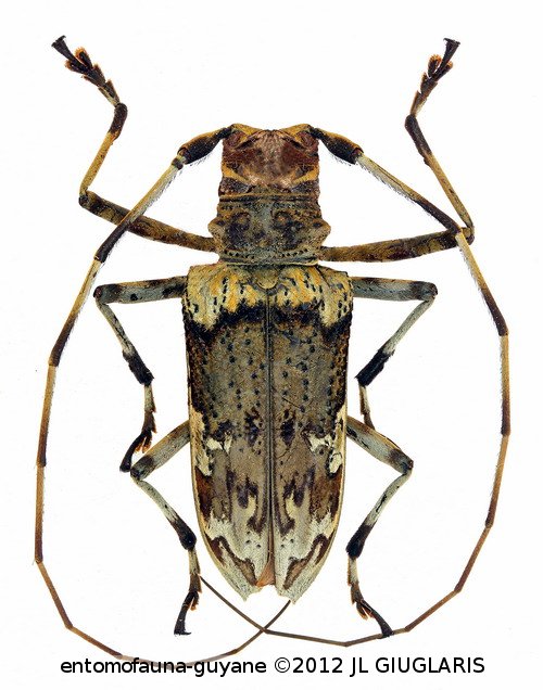 Macropophora worontzowi  Lane, 1938