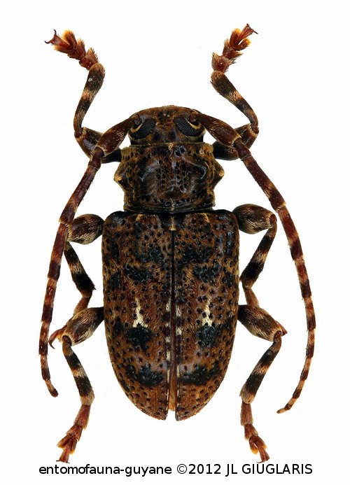 Ozotroctes punctatissimus Bates,1861