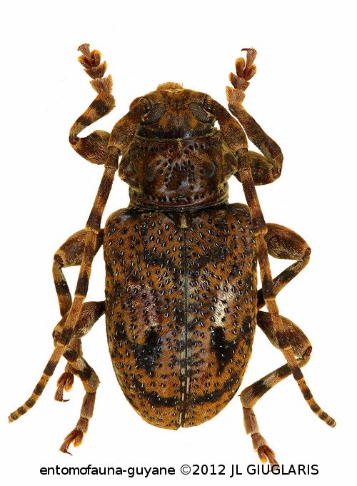 Ozotroctes ogeri  Tavakilian & Neouze, 2007 