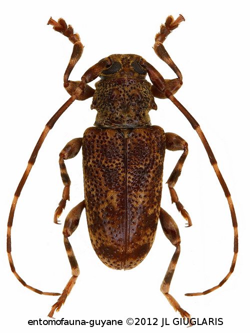 Punctozotroctes feuilleti  Tavakilian & Neouze, 2007 