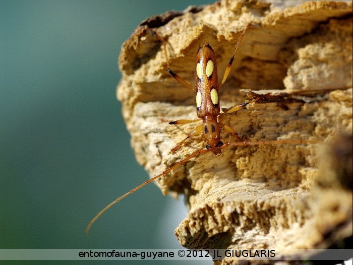 Ectenessa spinipennis