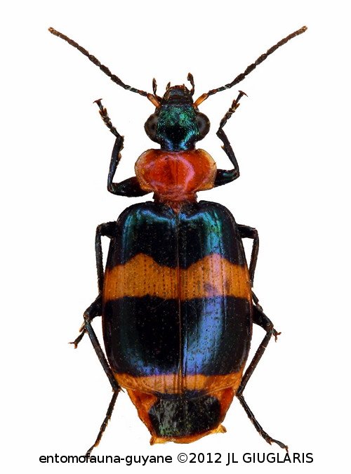 Lebia callizona cf. Bates, 1878