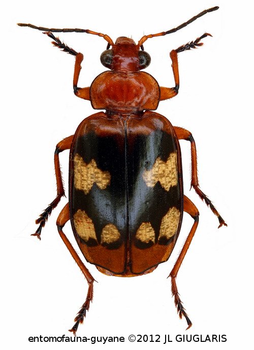 Lebia (Chelonodema) thomsoni  (Chaudoir, 1871)