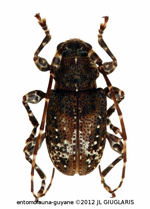 Exalphus foveatus  (Marinoni & Martins, 1978)