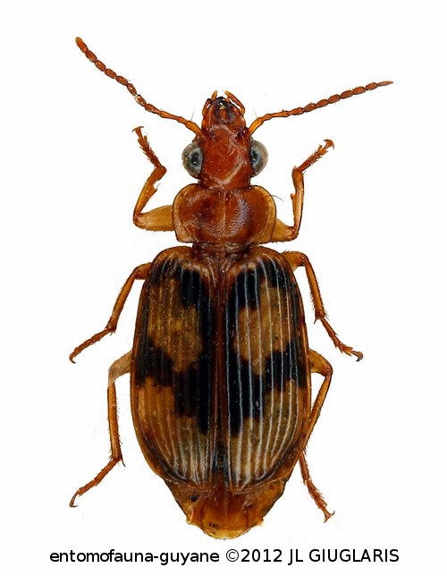 Lebia soror  Chaudoir, 1871