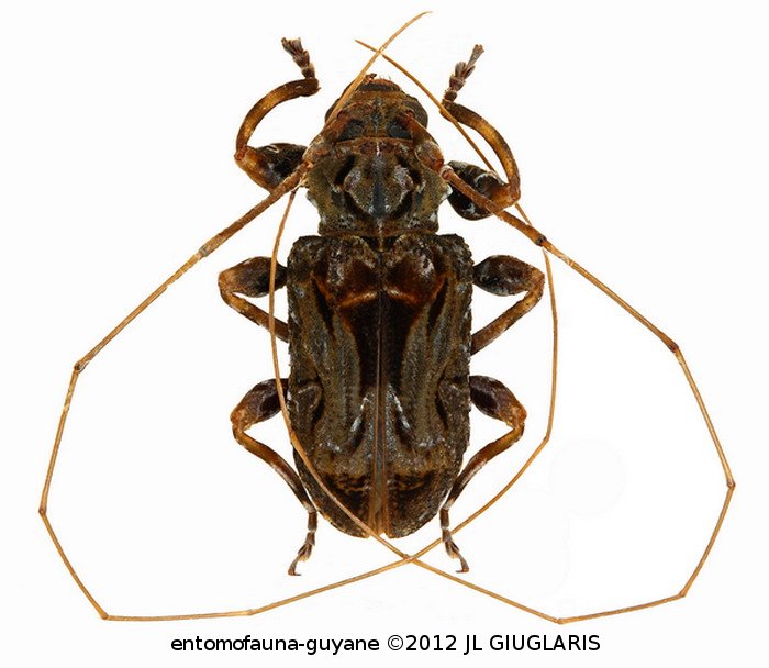 Macronemus antennator (Fabricius, 1801)