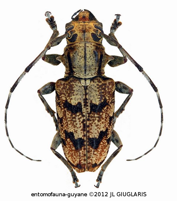 Catuana spinicornis  (Tippmann, 1960)