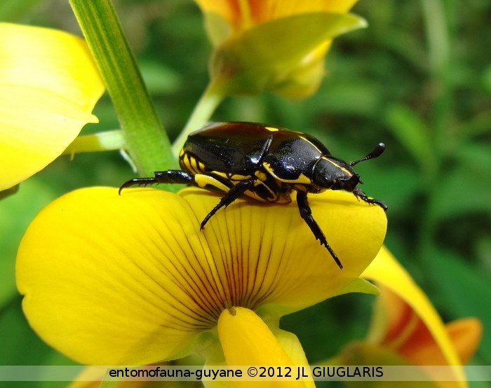 Rutela lineola