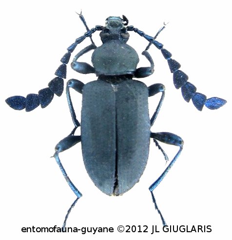 Prostenus sp1