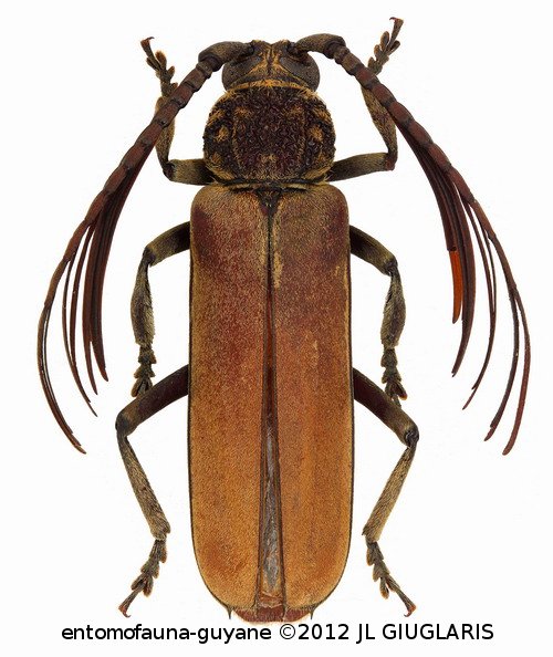 Psygmatocerus guianensis Tavakilian & Monné, 2002