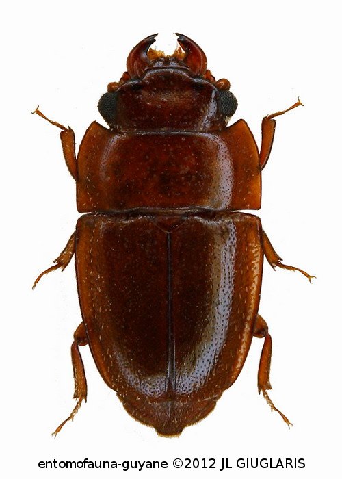 Nitidulidae Gen sp1