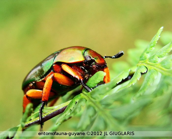 Macraspis pseudochrysis